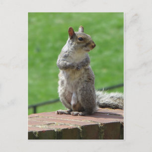 Stehendes Eichhörnchen Postkarte