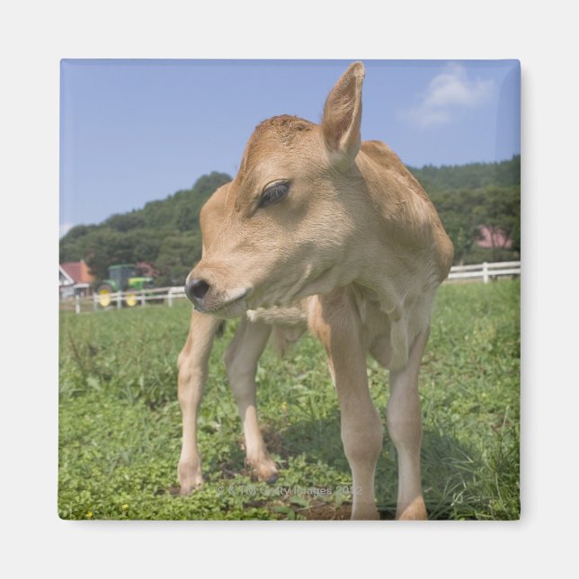 Stehendes Kalb Magnet (Vorne)