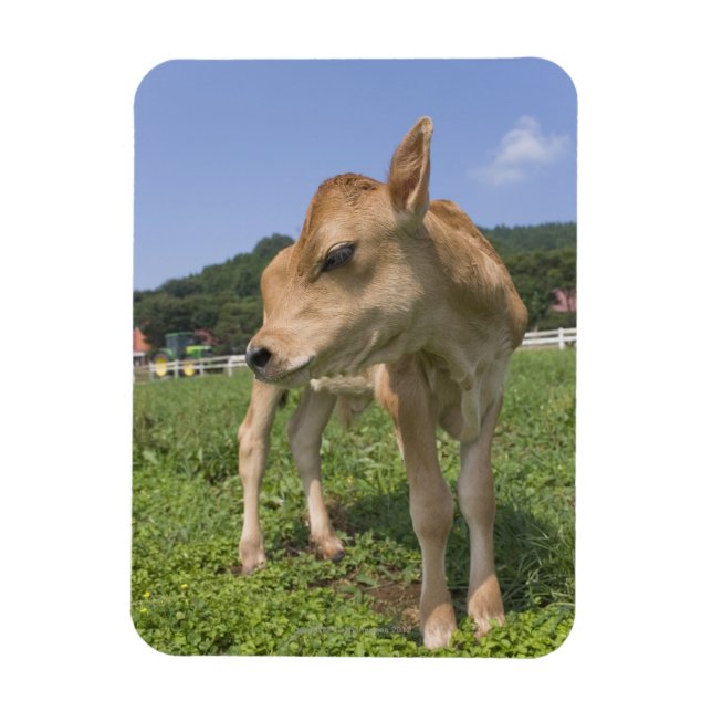 Stehendes Kalb Magnet (Vertikal)