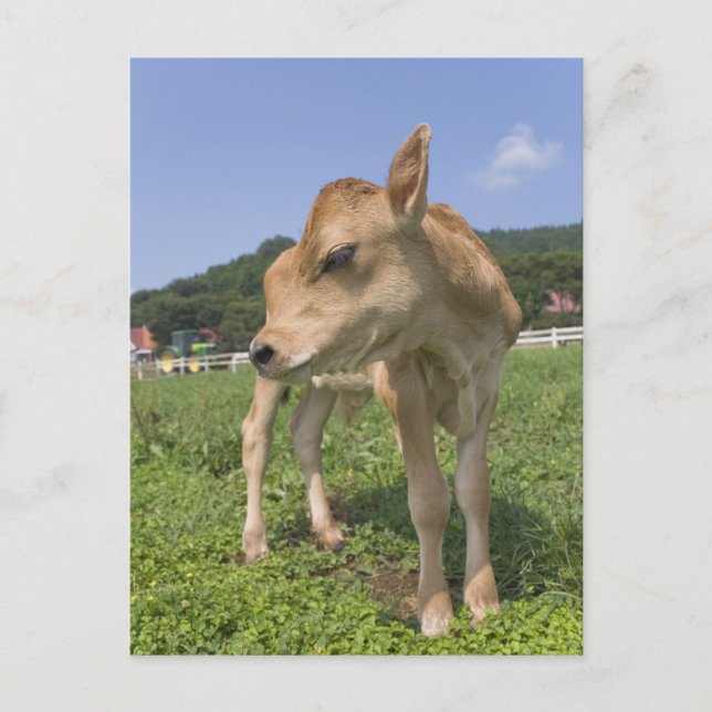 Stehendes Kalb Postkarte (Vorderseite)