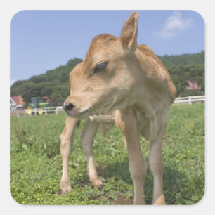 Stehendes Kalb Quadratischer Aufkleber