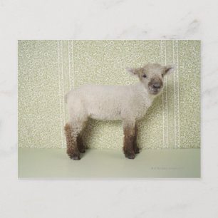 Stehendes Lamm im Innern und florales Tapete Postkarte