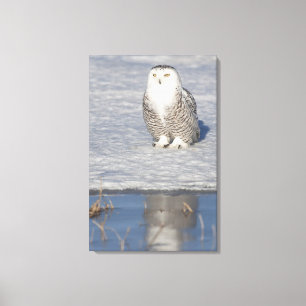 Stehendes nahes Wasser Snowy-Eule, das a schafft Leinwanddruck