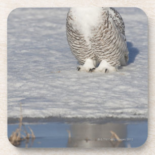 Stehendes nahes Wasser Snowy-Eule, das a schafft Untersetzer