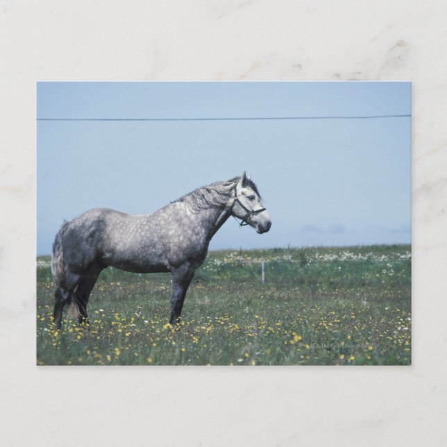 Stehendes Pferd Postkarte (Vorderseite)