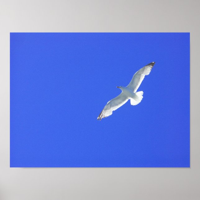 steil poster (Vorne)