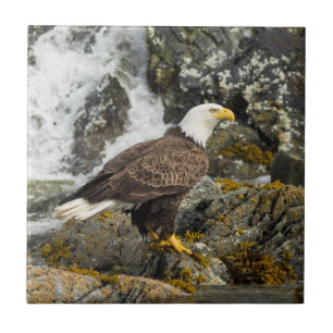 Steinadler Fliese