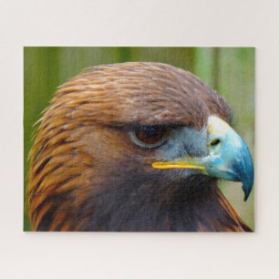 Steinadler Raubvogel.