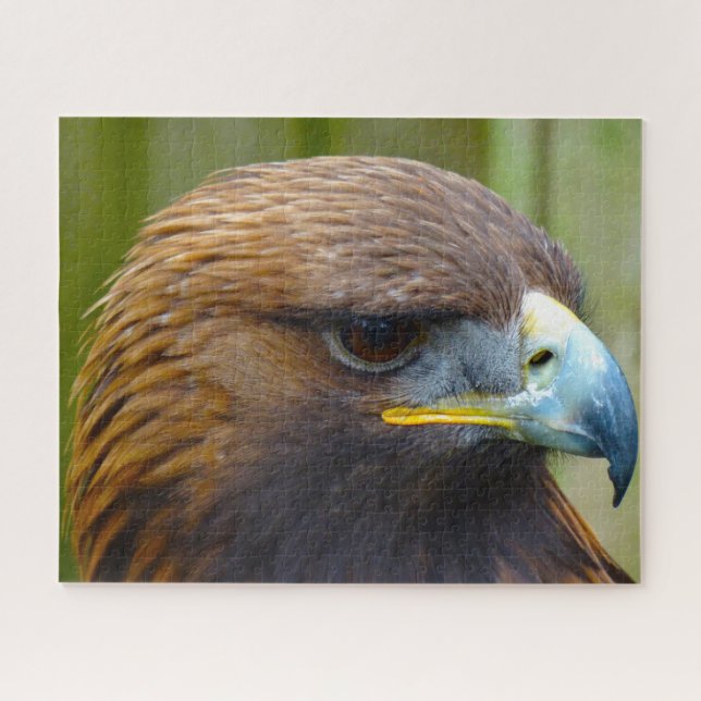 Steinadler Raubvogel. (Horizontal)