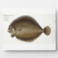 Steinbutt (Pleuronectes Maximus) Platte XLIX von '