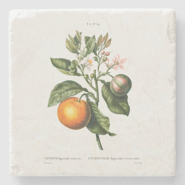 STEINER UNTERSETZER MIT REDOUTÉ "BITTER ORANGE" (Vorderseite)
