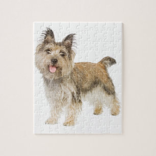 Steinhaufen Terrier