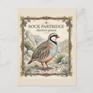 Steinhuhn ,Alectoris Graeca Jagdvögel Postkarte