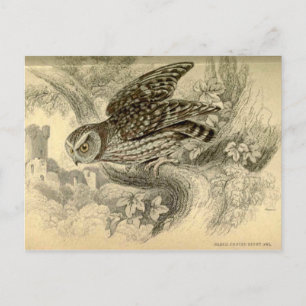 Steinkauz: Vintage-Illustrationskarte von Jardine Postkarte
