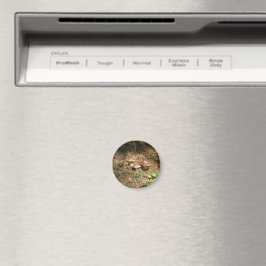 Steinpilz Magnet