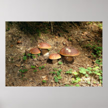 Steinpilz
