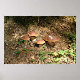 Steinpilz Poster