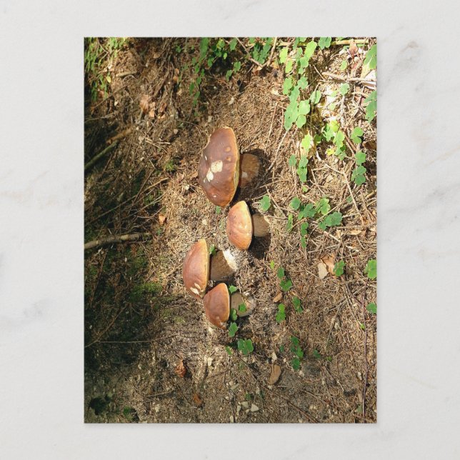 Steinpilz Postkarte (Vorderseite)