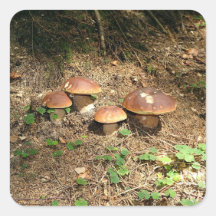 Steinpilz