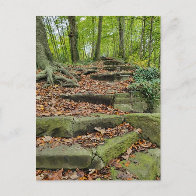 Steinschritte im Wald Postkarte (Vorderseite)