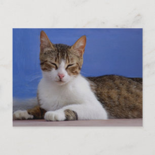 Stella Cat Postcard Postkarte