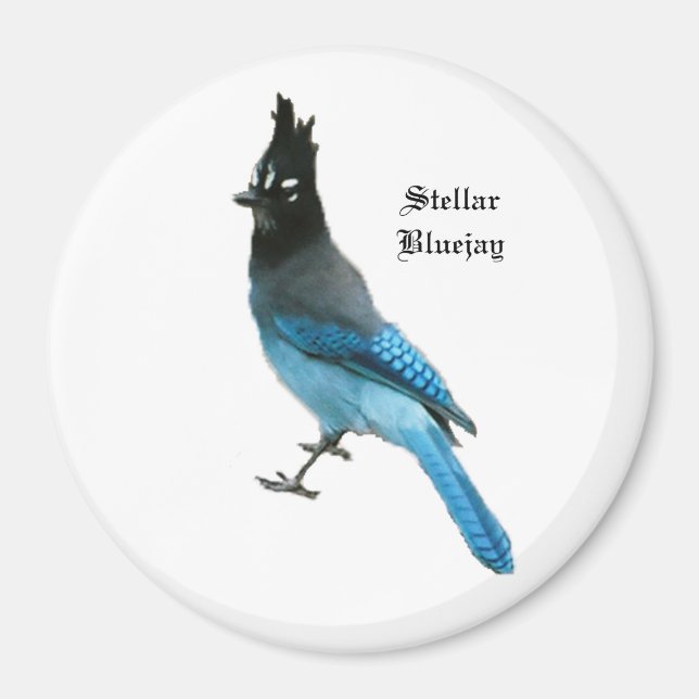 Stellar Blue Jay-Magnet Magnet (Vorne)