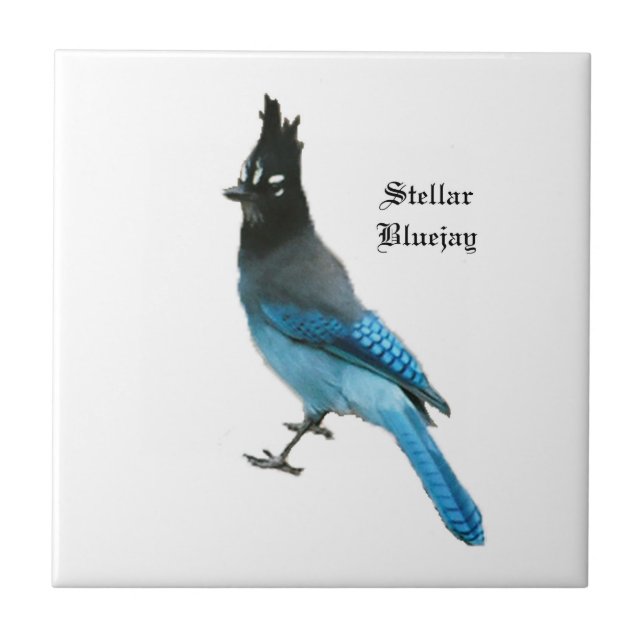 Stellar Blue Jay tile Fliese (Vorderseite)