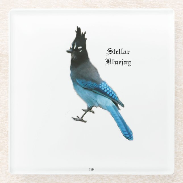 Stellar Blue Jay Untersetzer (Vorderseite)