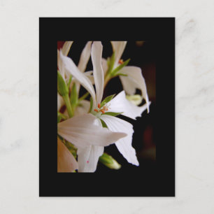 Stellar geranium 'Vectis Glitzer' Postkarte