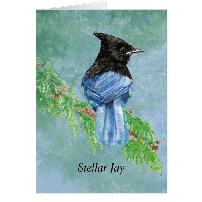 Stellar Jay Bird Nature (Vorne)