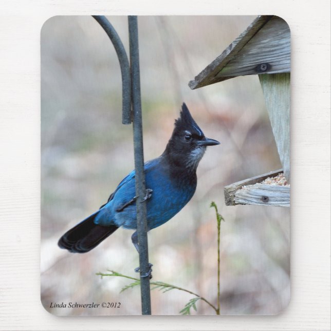 Stellar-Jay Mousepad (Vorne)