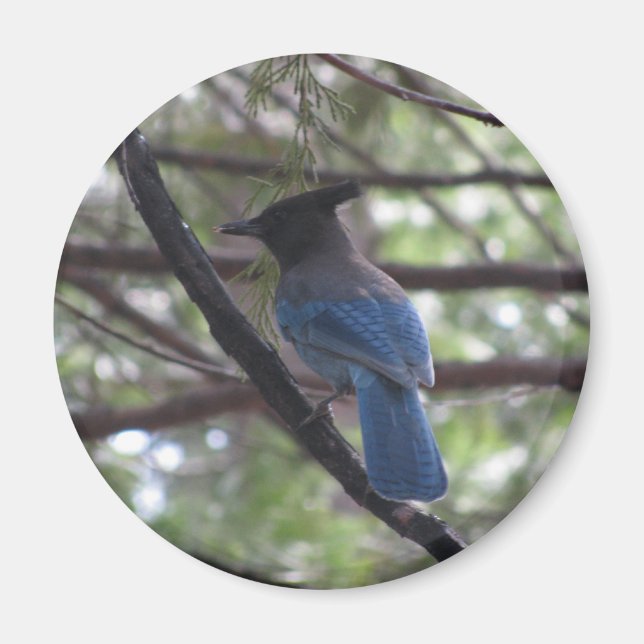 Stellar Jay- Yosemite Magnet (Vorne)