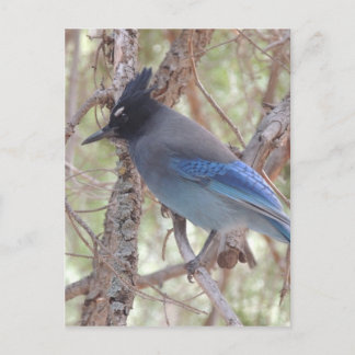 Stellars Jay Postkarte