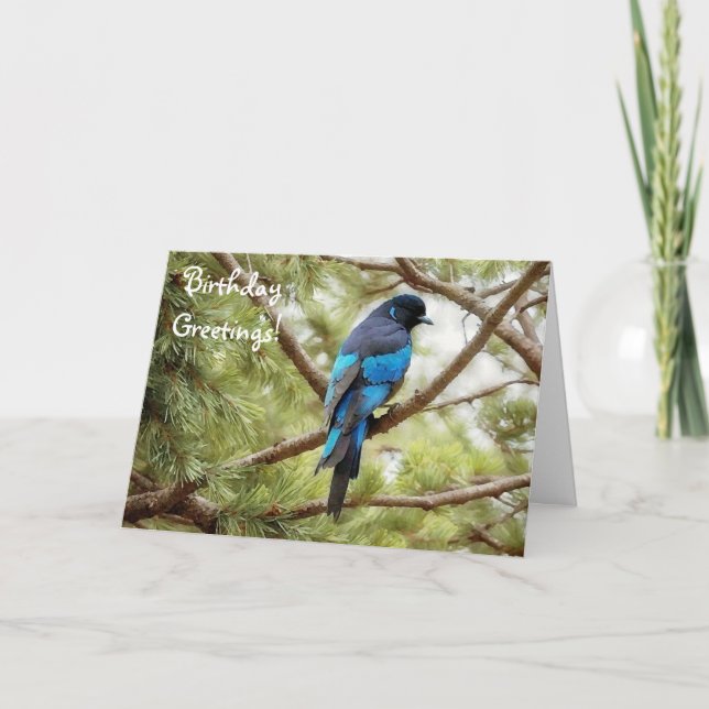 Stellen Jay Blue Bird Carte d'anniversaire Oiseau  (Devant)