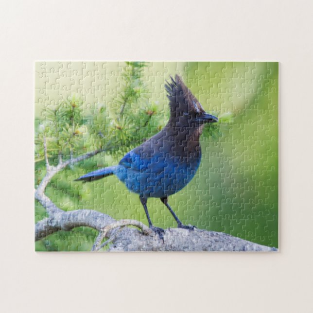 Steller-Jay (Horizontal)