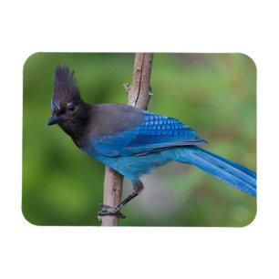 Steller-Jay 1 Magnet