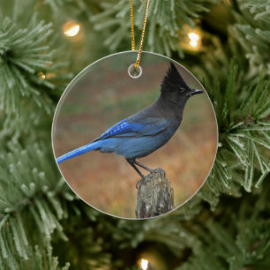 Steller-Jay (Cyanocitta stelleri) Keramik Ornament