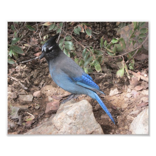 Steller-Jay Fotodruck (Vorne)