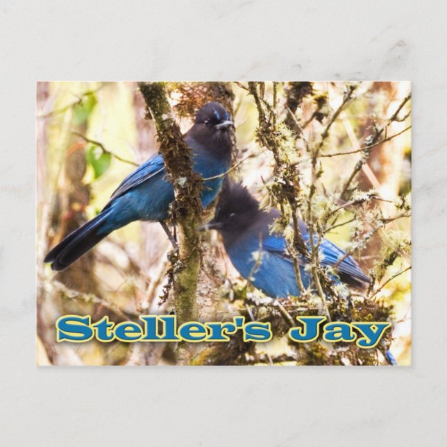 Steller-Jay Postkarte (Vorderseite)