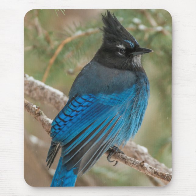 Steller-Jay-Vogel im Baum Mousepad (Vorne)