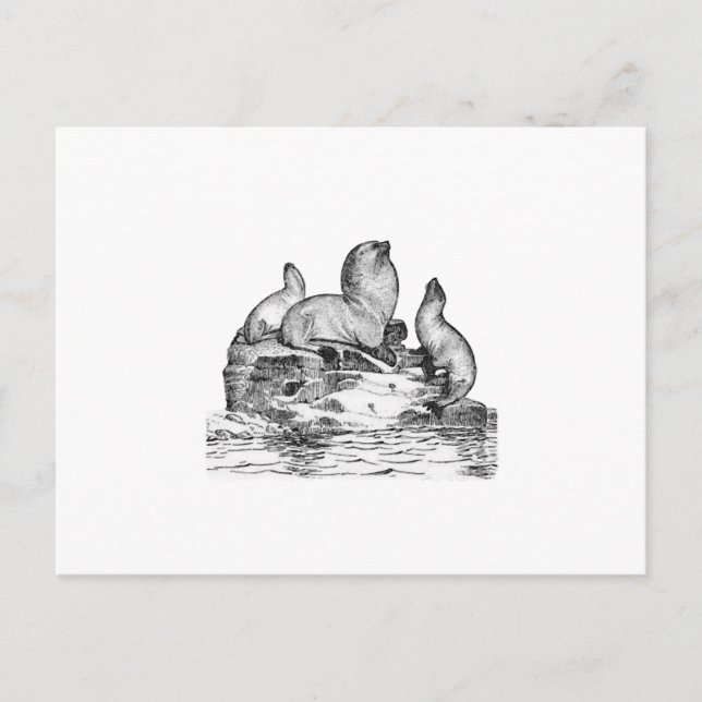 Steller Sea Lion Postkarte (Vorderseite)