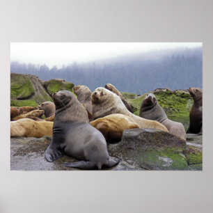 Steller Sea Lions - Kunstdrucke Poster