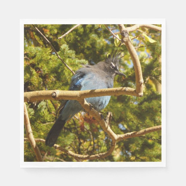 Steller's Jay at Rocky Mountain National Park Serviette (Vorderseite)