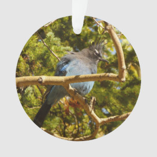 Steller's Jay au parc national Rocky Mountain