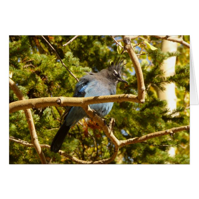 Steller's Jay au parc national Rocky Mountain (Devant horizontal)