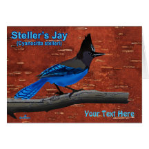 Stellers Jay auf der inneren Birkenhalde