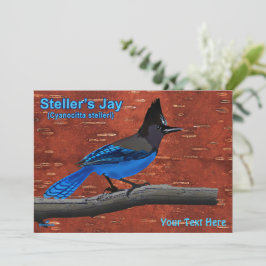 Stellers Jay auf der inneren Birkenhalde