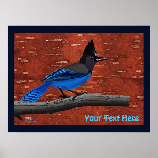 Stellers Jay auf der inneren Birkenhalde Poster (Vorne)
