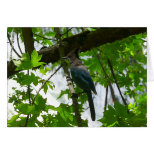 Steller's Jay dans le parc national de Yosemite