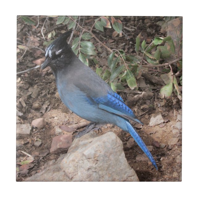 Stellers Jay Fliese (Vorderseite)